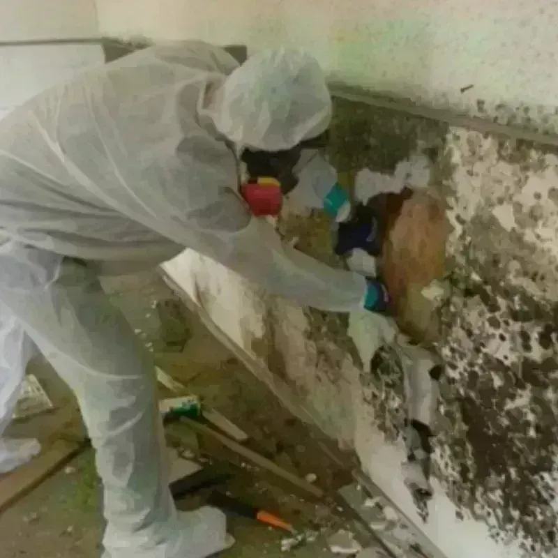 Mold Remediation and Removal in Union City, MI